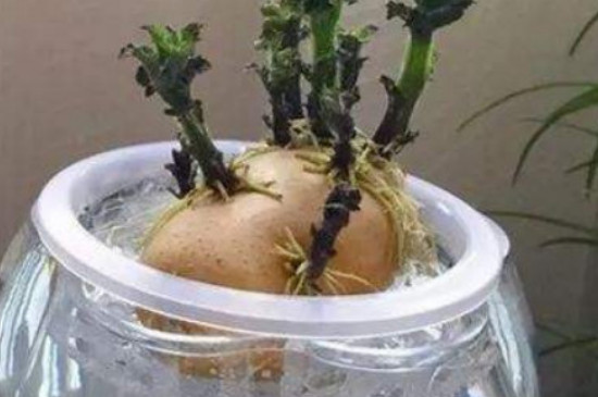 土豆可以水培吗