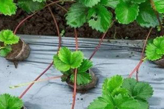 草莓的栽培方法