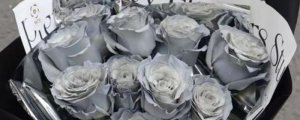 灰玫瑰花代表的含义
