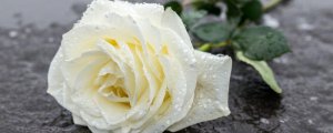 白色玫瑰花代表什么