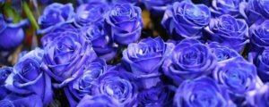 紫色的玫瑰花叫什么