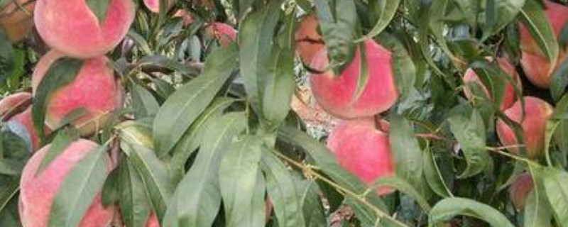 桃树品种
