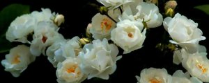 白蔷薇的花语是什么