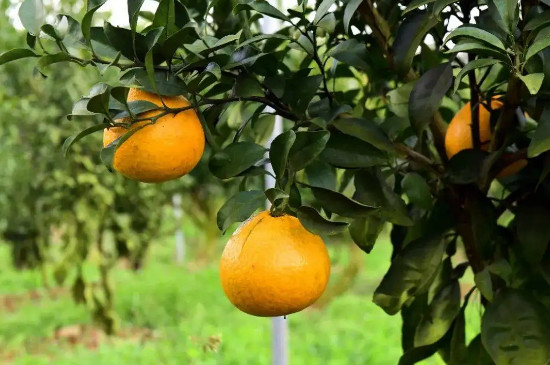 柚子树的种植技术和管理