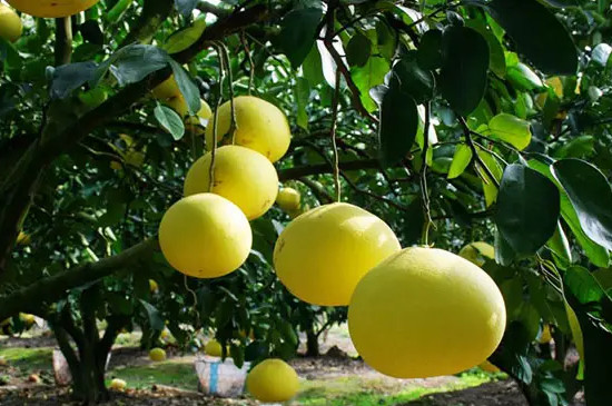 柚子树的种植技术和管理