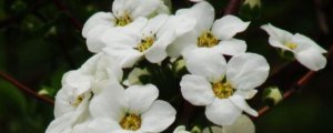 珍珠绣线菊和雪柳是一个品种吗