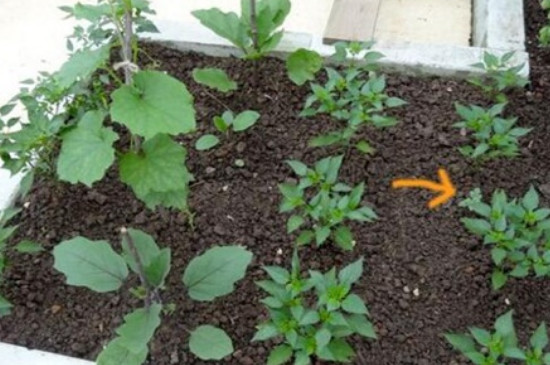 木耳菜种子如何处理才可播种