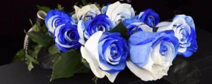 淡蓝色玫瑰花叫什么