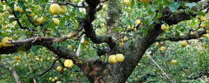 哪種方法可以防治梨果的病蟲害