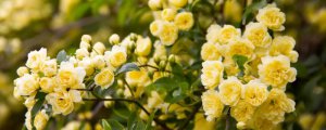 21朵黄玫瑰花语是什么意思