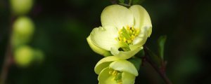綠色海棠花是什麼品種