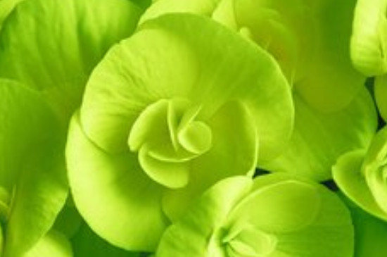 绿色海棠花是什么品种