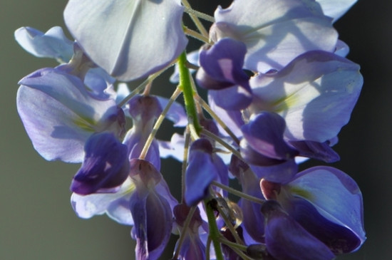 紫藤喜欢酸性还是碱性