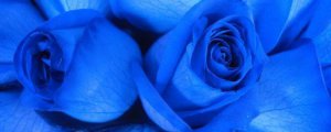 淡蓝色玫瑰花语是什么意思