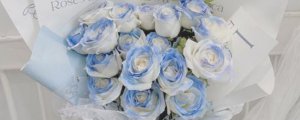 蓝色渐变的玫瑰花叫什么