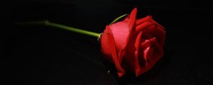 红玫瑰的花语是什么象征