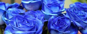 藍色妖姬玫瑰花的花語是什麼