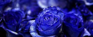 19朵藍色玫瑰的花語是什麼