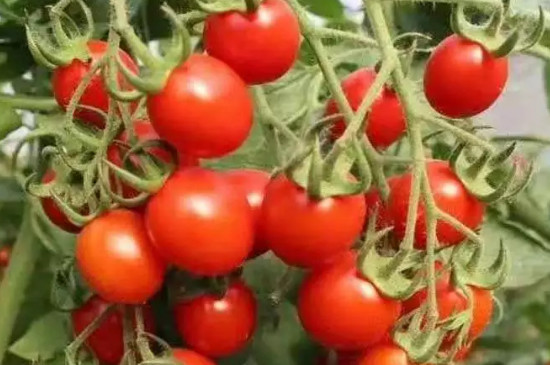 番茄种子不催芽直接种可以吗