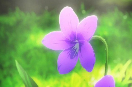 紫罗兰的花语是什么