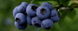 北陆蓝莓品种介绍