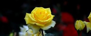 一朵黃玫瑰代表什麼意思