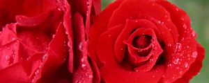 各種顏色玫瑰花的花語和寓意