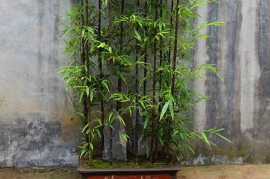 小型观赏竹子有哪些品种