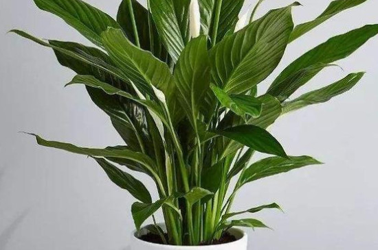 10种植物的特点