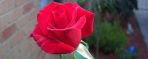 紅色玫瑰花的花語是什麼
