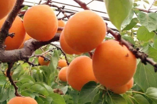 杏的品种