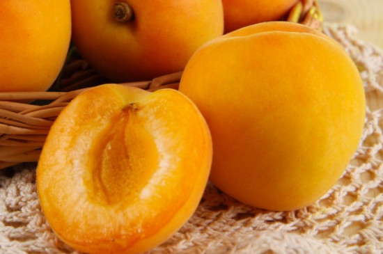 杏的品种