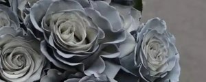 灰色玫瑰花语是什么