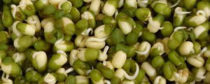 怎样生绿豆芽不长根