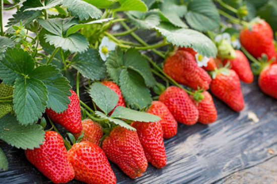 冬季草莓的种植方法和技术