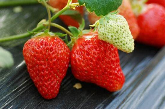 冬季草莓的种植方法和技术