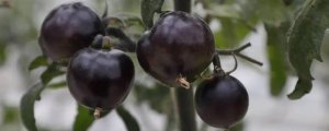 黑番茄种植时间和方法