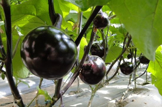 黑番茄种植时间和方法