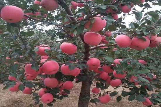 苹果树最高能长多高?