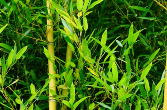 适合北方耐寒的竹子品种