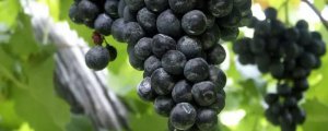 黑加仑葡萄种植栽培的技术