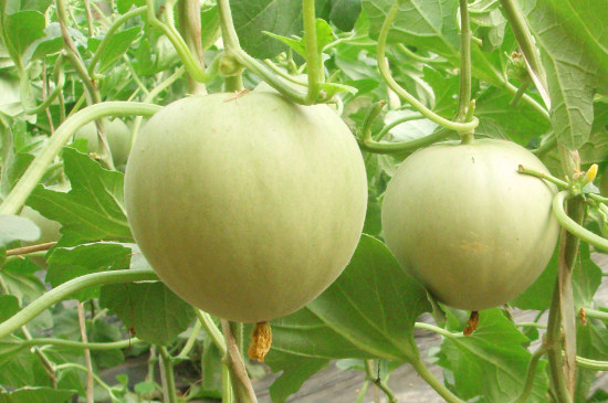 香瓜品种