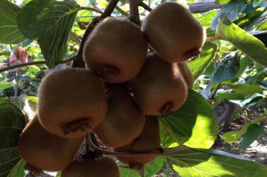 种植猕猴桃时,种子沙藏法的时长是多久