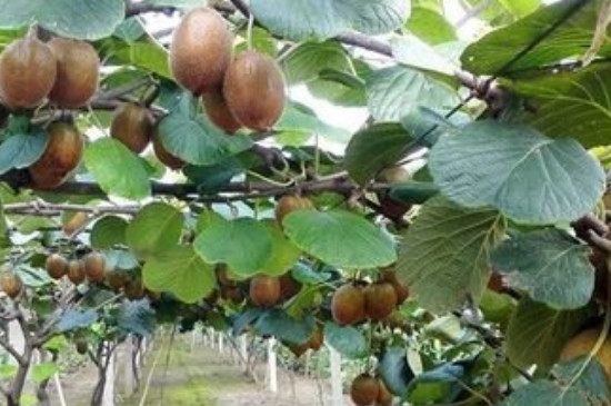 种植猕猴桃时,种子沙藏法的时长是多久