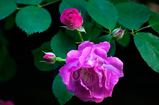蔷薇花寓意及花语