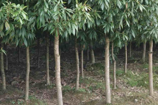金丝楠木树苗适合哪些地方种植