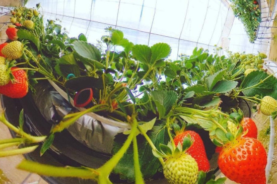 草莓可以水培种植吗