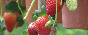 草莓可以水培种植吗
