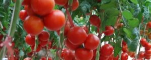 西紅柿幼苗多高才可以移栽