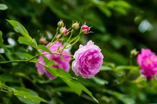 蔷薇花语和象征意义